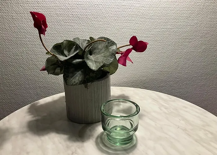 بيت شباب Bella *